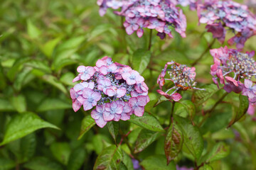 Hydrangea , beautiful violet flowers in early summer season. 