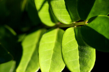 Leaves Tropical forest trees texture background wallpaper