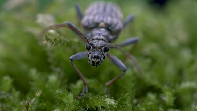 Macro Of Two-banded Longhorn Beetle On Green Vegetation Showing Anger To Scare Its Preadator.