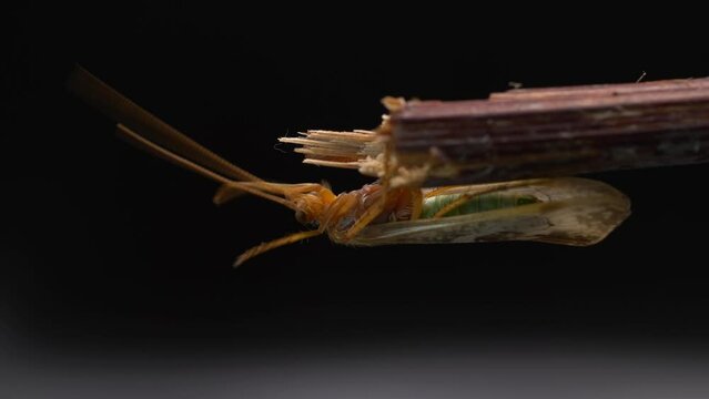 Caddisfly Cleaning Its Antenna While Sitting Upside Down On Stick In Black Background. - close up