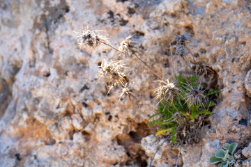 Flat view of flowers on stone background,natural light.