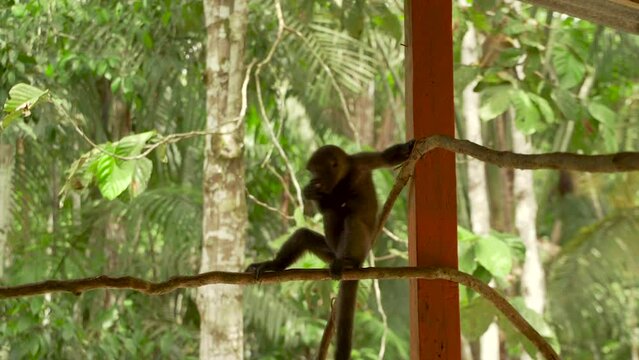 Wide shot of Common woolly monkey Lagothrix lagotricha sitting on wooden perch eating fruit