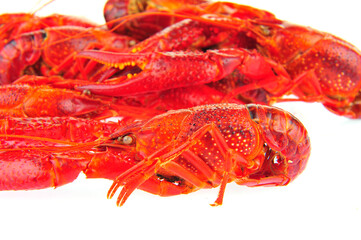 Lobster on a white background