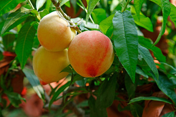 Organic peaches on tree branch
