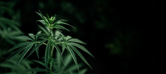 Closeup Image Of Marijuana Plant. Cannabis green Leaf for medicine. beautiful background, Banner...