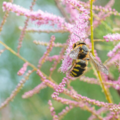 Abeille butinant une fleur dans la nature
