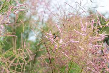Abeille butinant une fleur dans la nature