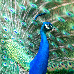 Paon faisant la roue