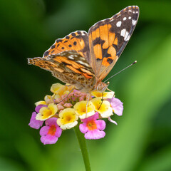 Papillon posé sur une fleur multicolore