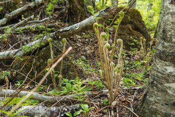 葉の巻きが膨らんだ男ゼンマイ（Osmunda japonica）／【シダ植物】日本長野県5月