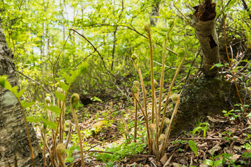 Fototapeta premium 葉の巻きが膨らんだ男ゼンマイ（Osmunda japonica）／【シダ植物】日本長野県5月