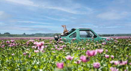 Happy women in cabriolet in poppy seed field - Powered by Adobe