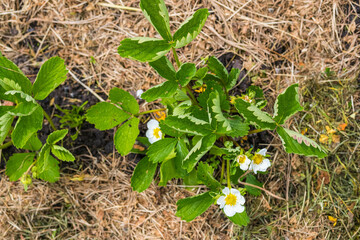 Mulching beds with garden strawberries cut grass to protect against weed germination. Farming, gardening.