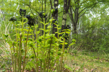 黒い胞子葉がついたオニゼンマイ（Osmunda claytoniana L）／【シダ植物】日本長野県5月