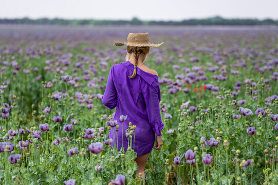 Woman In Purple Shirt On Purple Poppy Field