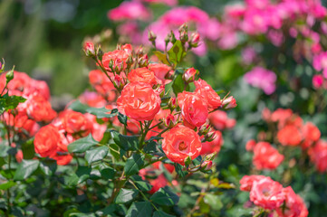 Rose Garden