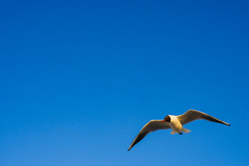 Fototapeta na wymiar Black-headed gull flying on clear blue sky background. Front view.