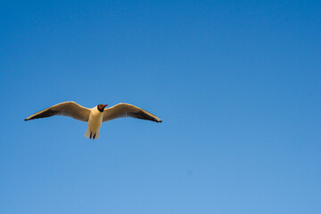 Fototapeta na wymiar Black-headed gull flying on cloudless blue sky background.