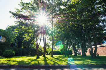 Sunshine with lens flare behind trees on lawn in summer. Long shot.
