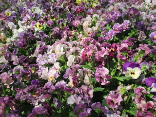 春の花壇に美しく咲き誇る、色とりどりのパンジー