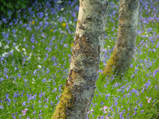 Inverness in schottland