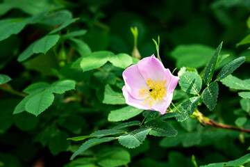 Pink rosehip flower close-up. Dogrose blooms in the park or forest