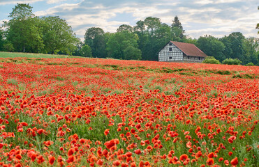 nice, active senior woman having fun on her electric bicycle in a huge field of blooming red poppies 
