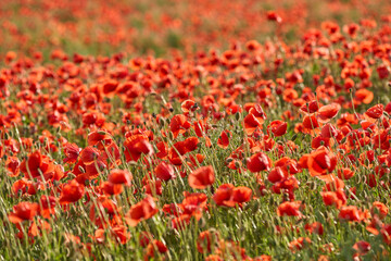 huge field of blooming red poppies in a warm evening light