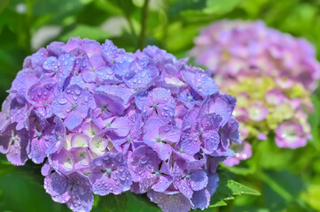 雨上がりの紫陽花（Hydrangea）