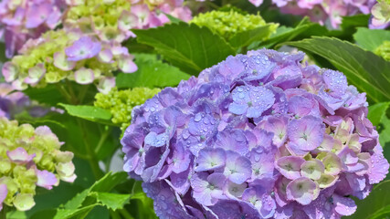 雨上がりの紫陽花（Hydrangea）