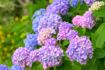 The Beauty of Hydrangea