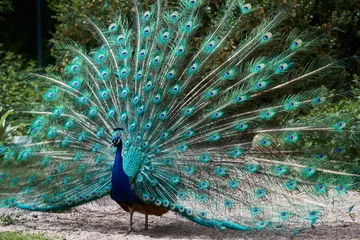 Foto op Canvas Peacock blue, peacock ordinary Pavo cristatus . Beautiful peacock showing its tail © Liudmila