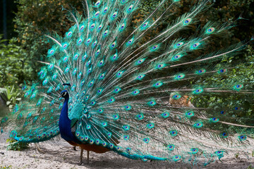 Peacock blue, peacock ordinary Pavo cristatus . Beautiful peacock showing its tail