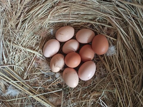 many Eggs in a pile of hay
