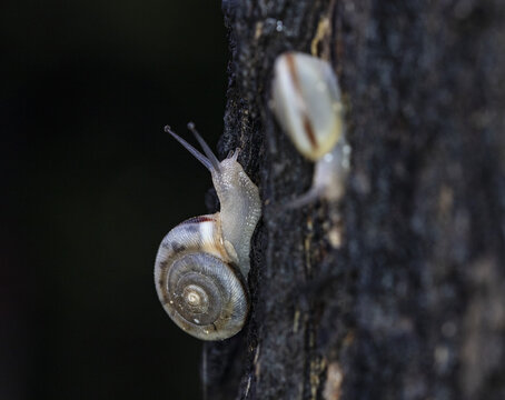 two snails