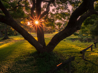 sunset through trees in the park