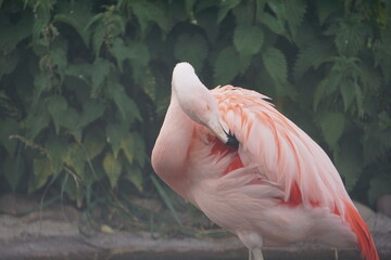 Nahaufnahme eines bunten Flamingos