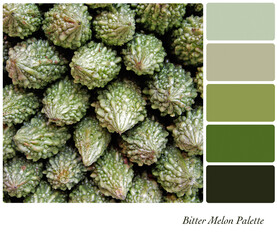 Bitter melon in a colour palette with complimentary colour swatches in green, natural tones. 