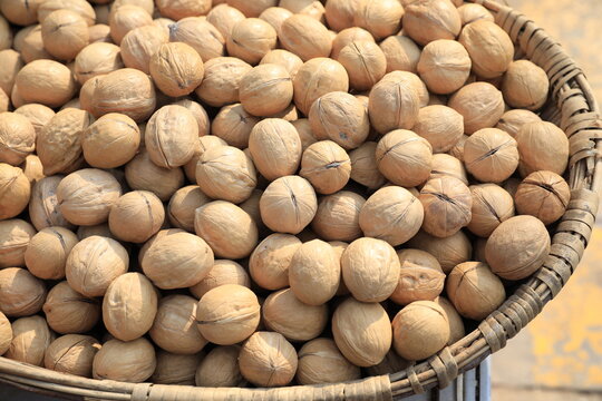 many thin-skinned wild walnuts