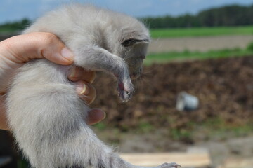baby goat in a hand