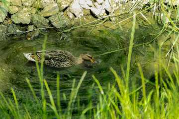 Kaczka pływająca w stawie 
