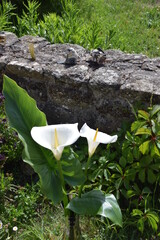 Ar&ocirc;mes Blanches 