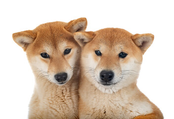 shiba inus in studio