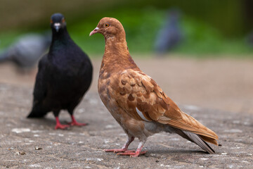 Brown Ginger Feral Pigeon