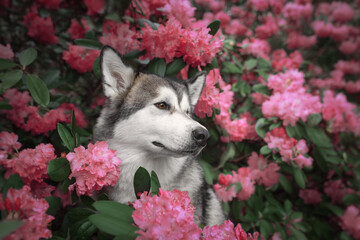 Portrait of an Alaskan Malamute dog in pink flowers