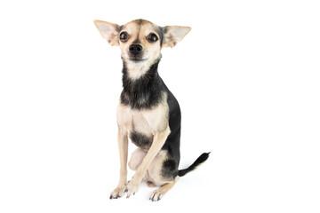 small funny dog toy terrier sitting ,isolated on white background