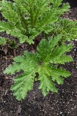 Brazilian giant rhubarb Gunnera manicata Linden ex Andre, herbaceous perennial plant in the family Gunneraceae, region: southern Brazil.