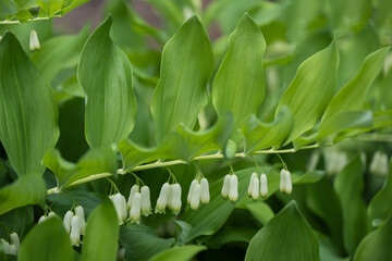 Polygonatum giganteum white bell shaped flowers, giant Solomon seal (Polygonatum canaliculatum, P....