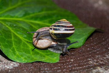 A pair of snails crawling on a wet leaf of green ivy. Beautiful multi-colored shells of snails.