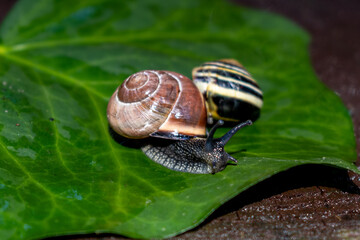 A pair of snails crawling on a wet leaf of green ivy. Beautiful multi-colored shells of snails.